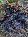 Ashes of grass on the ground. Royalty Free Stock Photo
