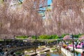 Ashikaga Flower Park, Famous travel destination in Japan. Colorful multiple kind of flowers blooming in springtime.
