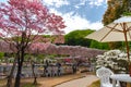 Ashikaga Flower Park, Famous travel destination in Japan. Colorful multiple kind of flowers blooming in springtime.