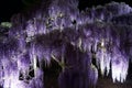 Ashikaga Flower Park. Hanging bunches of purple blue Wisteria tree