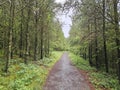 Ashington Woodland. Royalty Free Stock Photo
