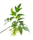 Ashleaf maple branch isolated on white background. Maple acer negundo leaves and seeds.