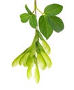 Ashleaf maple branch isolated on white background. Maple acer negundo leaves and seeds.