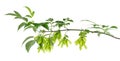 Ashleaf maple branch isolated on white background. Maple acer negundo leaves and seeds.