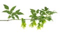 Ashleaf maple branch isolated on white background. Maple acer negundo leaves and seeds.