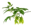 Ashleaf maple branch isolated on white background. Maple acer negundo leaves and seeds.