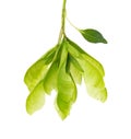 Ashleaf maple branch isolated on white background. Maple acer negundo seeds.