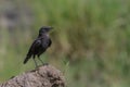 An Ashly Starling Perching