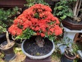 Ashoka bonsai blooming in a pot