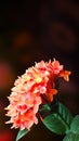 Ashoka flower or asoca saraca, ornamental plant
