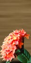 Ashoka flower or asoca saraca, ornamental plant