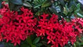 Ashoka flower or asoca saraca, an ornamental plant with lush flowers