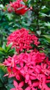 Ashoka flower or asoca saraca, an ornamental plant with pink flowers