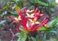 Red Ashoka Flower