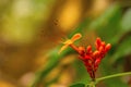 Ashoka flower, Saraca asoka , Goa, INDIA