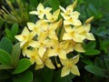 YELLOW ASHOKA FLOWER WITH GREEN LEAF