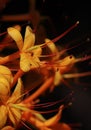 ashoka flowers in bloom, saraca asoca or ashoka is an important tree in indian culture and tradition