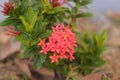 Ashoka flowers growing in Larantuka City Park