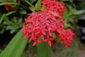 Ashoka Flowers in the Home Yard, indonesia