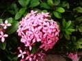 Ashoka flowers are pink