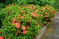 Ashoka flowers or Saraca Asoca are beautiful orange