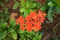 Ashoka flowers tend to be red in color, especially asoka plants that grow in Indonesia