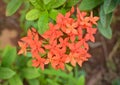 Ashoka flowers tend to be red in color, especially asoka plants that grow in Indonesia