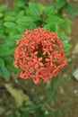 Ashoka flowers tend to be red in color, especially asoka plants that grow in Indonesia