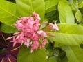 Ashoka\'s pink flowers are clustered.