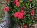 Ashoka\'s red flowers are blooming