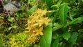 Ashoka's yellow geranium flower