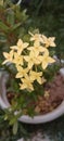 Ashoka Yellow flowers are very beautiful