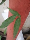 Ashoka tree leaves green live