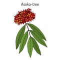 Ashoka tree Saraca asoca , medicinal plant