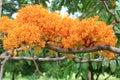 Ashoka tree Sri Lanka