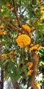 Ashoka tree yellow flower garden