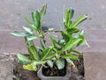 Ashoka variegata ornamental plants