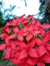 Ashoka& x27;s bunch of flowers gets raindrops in the morning Shot in focus mode