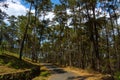 Ashphalt road through the pine trees in NEHU campus Royalty Free Stock Photo