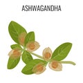 Ashwagandha ayurvedic herb isolated on white. Withania somnifera