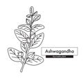 Ashwagandha botanical line art drawing. Best for organic cosmetics, ayurveda, alternative medicine. Royalty Free Stock Photo
