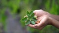 Withania Somnifera, Ashwagandha, Indian Ginseng, Poison Gooseberry