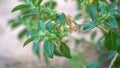 Withania Somnifera, Ashwagandha, Indian Ginseng, Poison Gooseberry