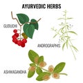 Ashwagandha, guduchi cordifolia, andrographis flowering plant realistic vector illustration