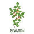 Ashwagandha icon in flat style on white background