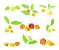 Ashwagandha or Indian Ginseng as Perennial Specie with Elliptic Leaves and Bell-shaped Flowers Vector Set