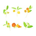 Ashwagandha or Indian Ginseng as Perennial Species with Elliptic Leaves and Bell-shaped Flowers Vector Set