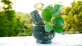 Ashwagandha or Withania somnifera plant with mortar and pestle on terrace and behind nature background