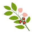 Ashwagandha plant with red berries and green leaves. Isolated drawing on white background