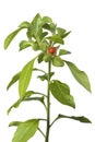 Ashwagandha plant with red berry Royalty Free Stock Photo